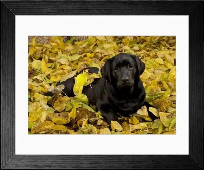 Framed Print : DOG - Black labrador laying in leaves Framed Print : DOG - Black labrador laying in leaves