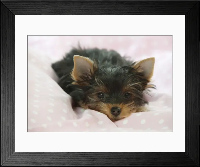 Framed Print : DOG - Yorkshire terrier puppy laying down Framed Print : DOG - Yorkshire terrier puppy laying down