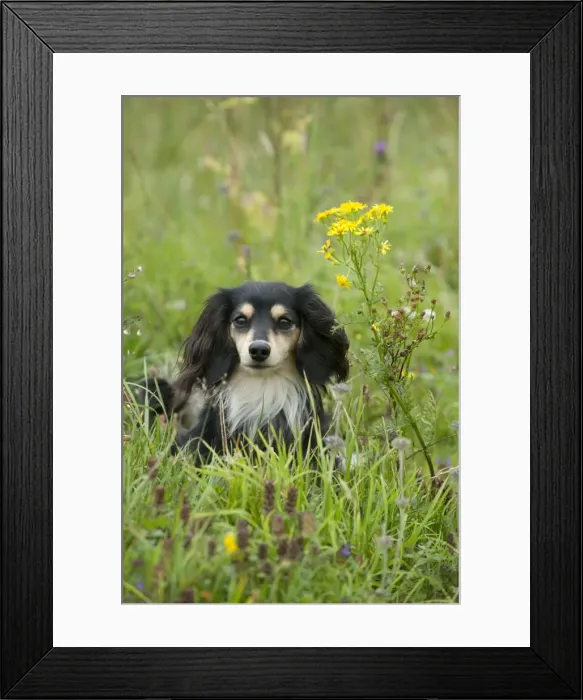 Framed Print : DOG - Miniature long haired dachshund Framed Print : DOG - Miniature long haired dachshund