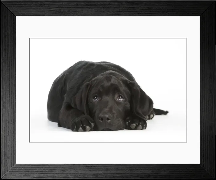 Framed Print : DOG - Black labrador laying down Framed Print : DOG - Black labrador laying down