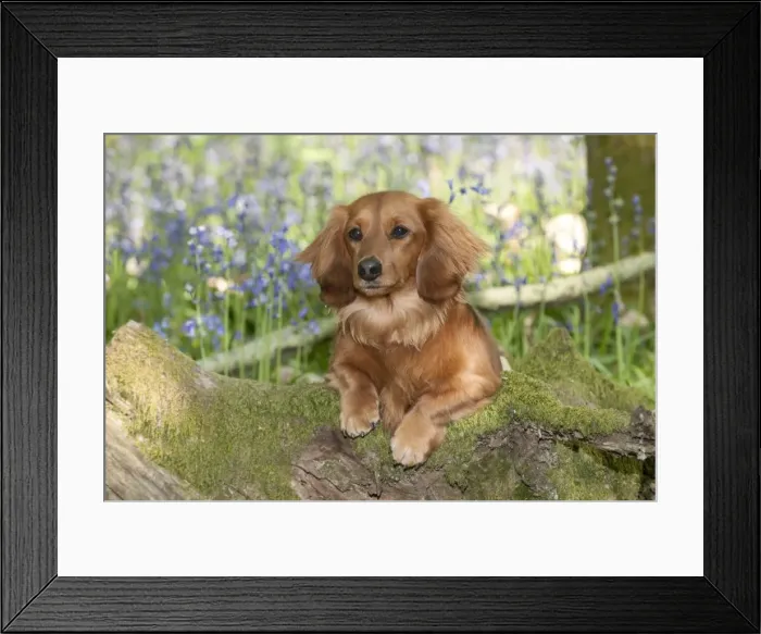 Framed Print : DOG - Miniature long haired dachshund sitting in bluebells Framed Print : DOG - Miniature long haired dachshund sitting in bluebells