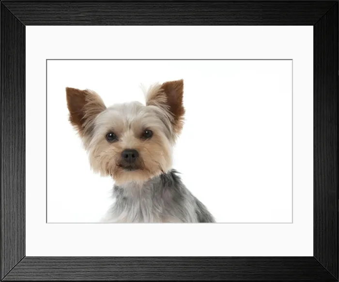 Framed Print : DOG - Yorkshire terrier (head shot) Framed Print : DOG - Yorkshire terrier (head shot)