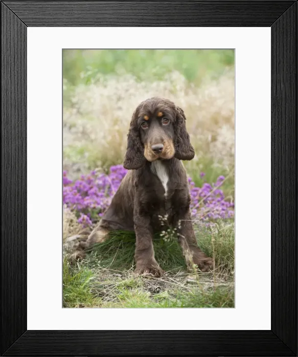 Framed Print : DOG - Cocker spaniel Framed Print : DOG - Cocker spaniel