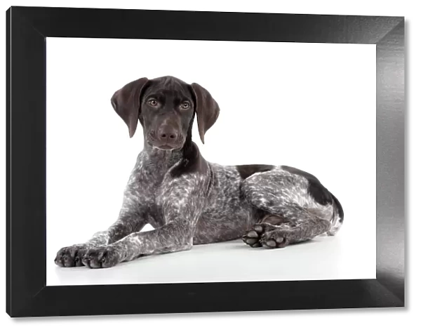 DOG - German Shorthaired Pointer - laying down
