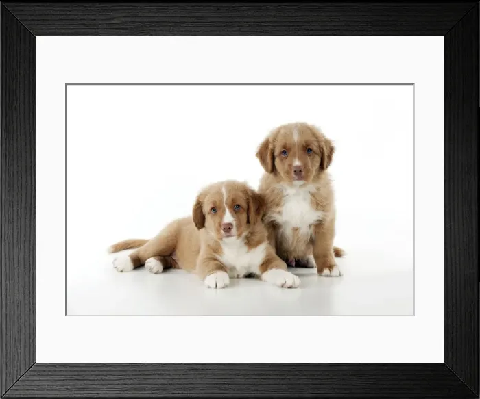 Framed Print : DOG - Nova scotia duck tolling retriever puppies sitting together (8 weeks) Framed Print : DOG - Nova scotia duck tolling retriever puppies sitting together (8 weeks)