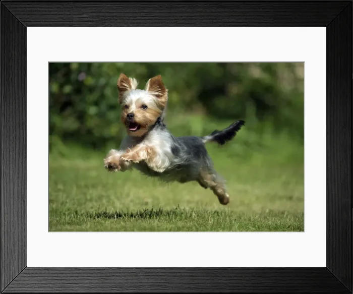 Framed Print : DOG - Yorkshire terrier running in garden Framed Print : DOG - Yorkshire terrier running in garden