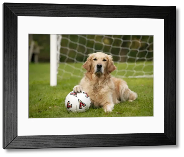 Framed Print : DOG - Golden retriever laying in goal with a football