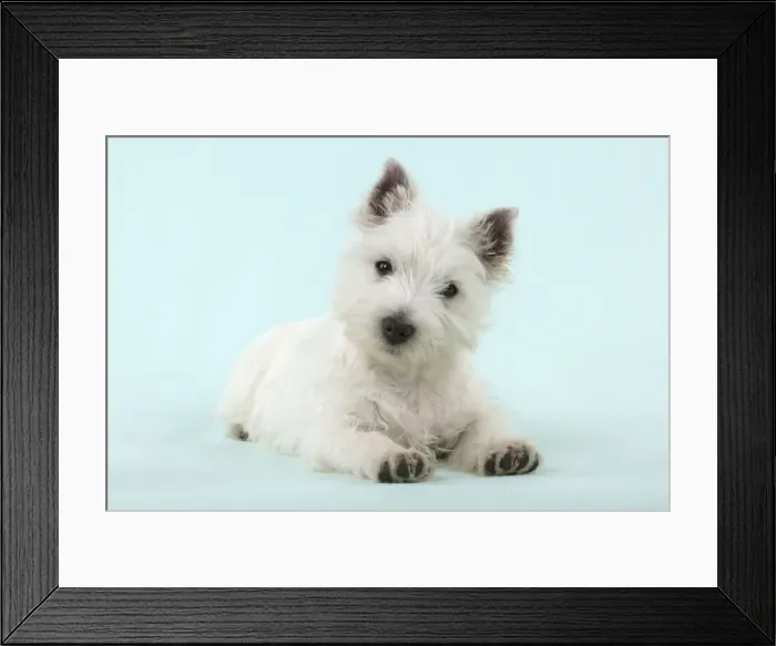 Framed Print : DOG - West Highland White Terrier Framed Print : DOG - West Highland White Terrier