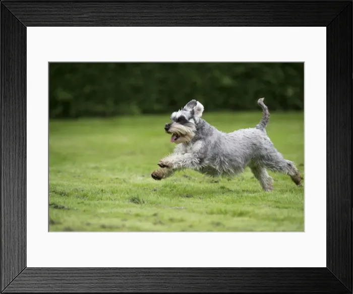 Framed Print : DOG - Miniature Schanuzer - running through garden Framed Print : DOG - Miniature Schanuzer - running through garden