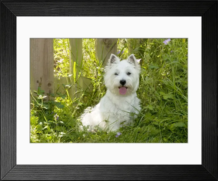 Framed Print : DOG - West higland white terrier sitting in garden Framed Print : DOG - West higland white terrier sitting in garden