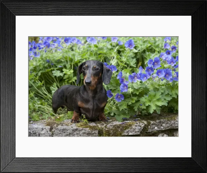 Framed Print : DOG - Miniature short haired dachshund in garden Framed Print : DOG - Miniature short haired dachshund in garden