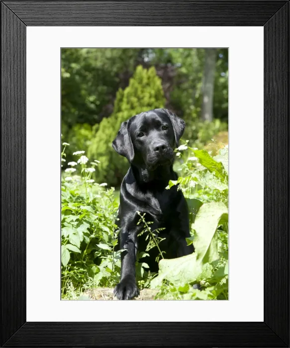 Framed Print : DOG - Black labrador in garden Framed Print : DOG - Black labrador in garden