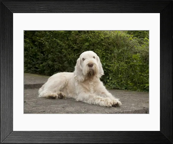 Framed Print : DOG - Spinone - sitting on patio Framed Print : DOG - Spinone - sitting on patio