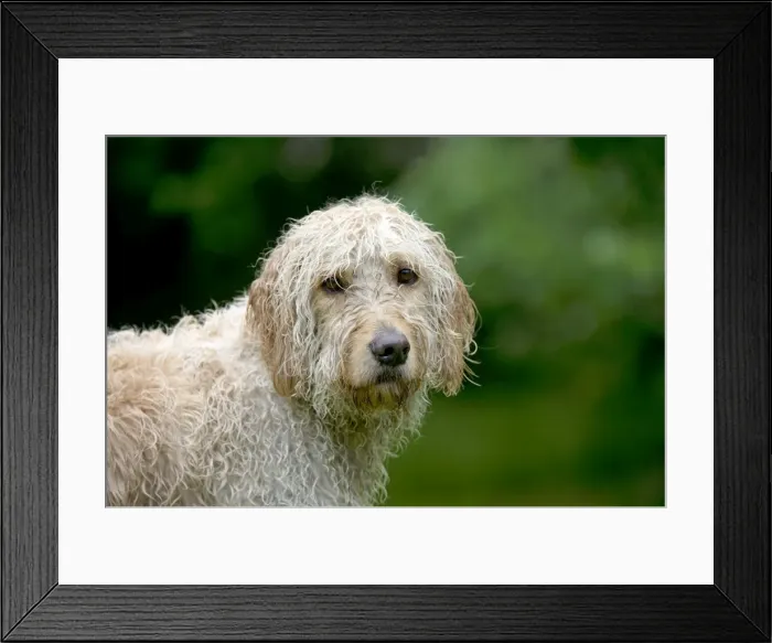 Framed Print : DOG - Goldendoodle wet Framed Print : DOG - Goldendoodle wet