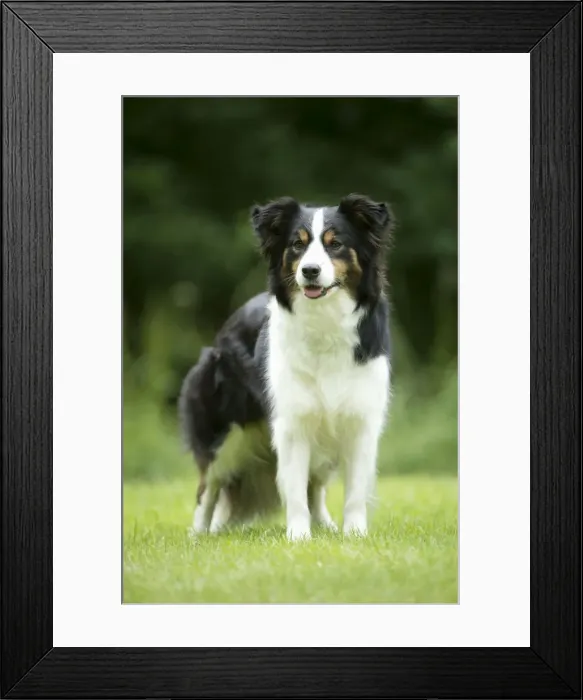 Framed Print : DOG - Border collie standing in the garden Framed Print : DOG - Border collie standing in the garden