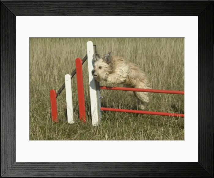 Framed Print : Dog - jumping over fence on agility course Framed Print : Dog - jumping over fence on agility course