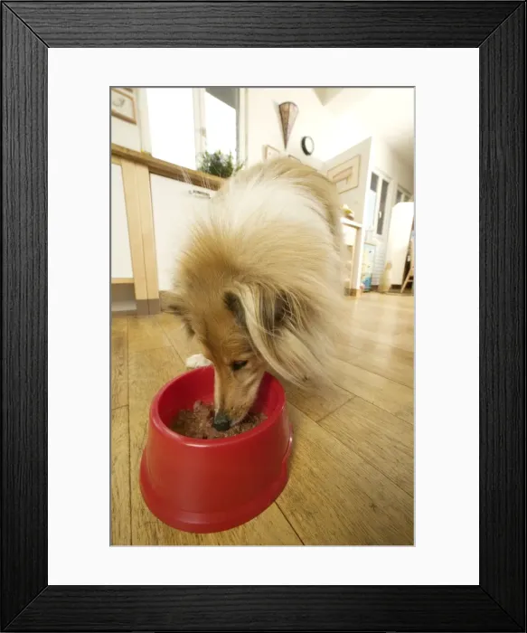 Framed Print : Dog - Rough Collie - eating dog food from bowl in kitchen Framed Print : Dog - Rough Collie - eating dog food from bowl in kitchen