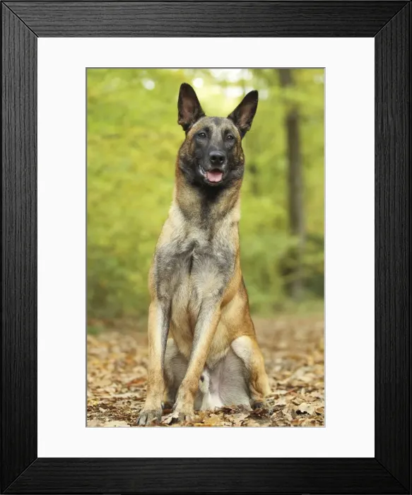 Framed Print : Dog - Belgian Shepherd Dog / Malinois Framed Print : Dog - Belgian Shepherd Dog / Malinois