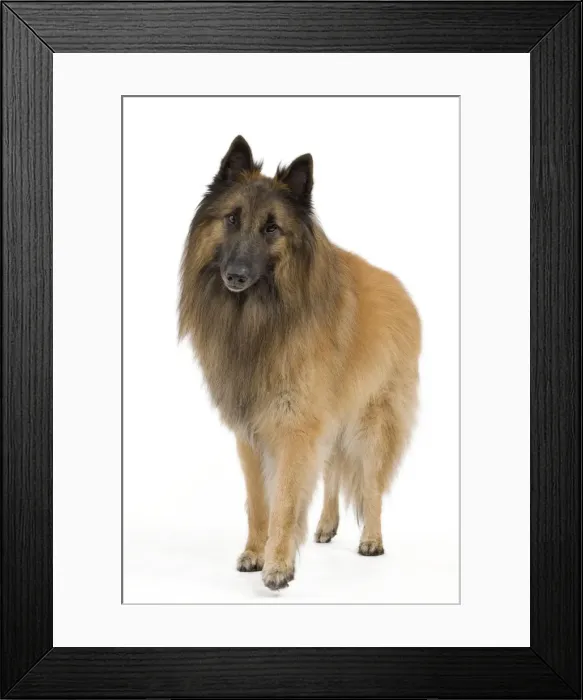 Framed Print : Dog - Belgium Sheepdog / Tervuren Framed Print : Dog - Belgium Sheepdog / Tervuren
