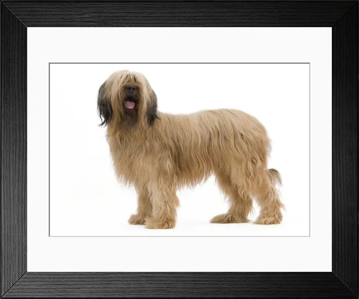 Framed Print : Dog - Briard Sheepdog Framed Print : Dog - Briard Sheepdog