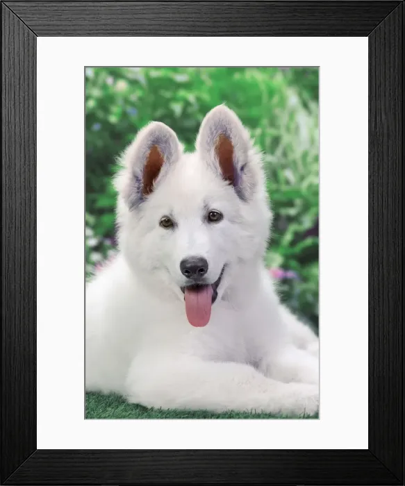 Framed Print : Dog - Swiss White Shepherd Dog Framed Print : Dog - Swiss White Shepherd Dog