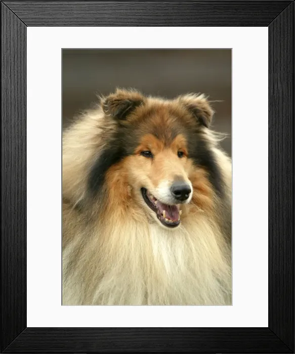 Framed Print : Dog - Rough Collie Framed Print : Dog - Rough Collie
