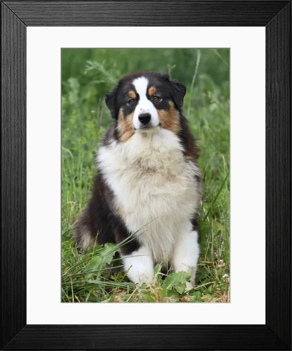 Framed Print : Dog - Australian Sheepdog  /  Shepherd Dog