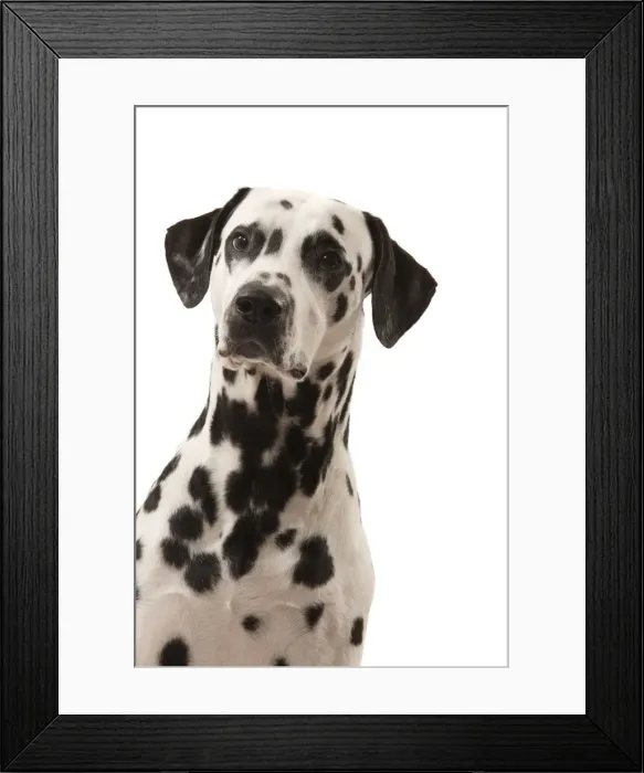 Framed Print : Dog - Dalmatian Framed Print : Dog - Dalmatian