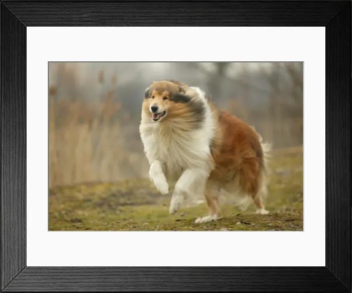 Framed Print : Dog - Rough Collie - running Framed Print : Dog - Rough Collie - running