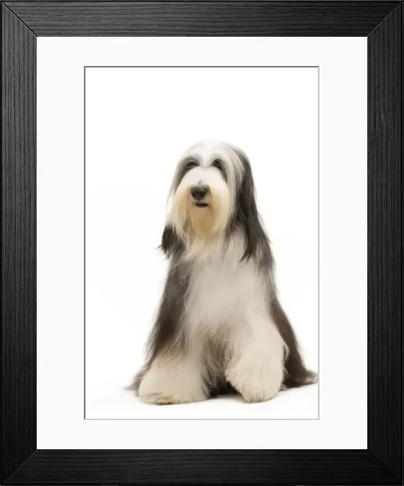 Framed Print : Dog - Bearded Collie Framed Print : Dog - Bearded Collie
