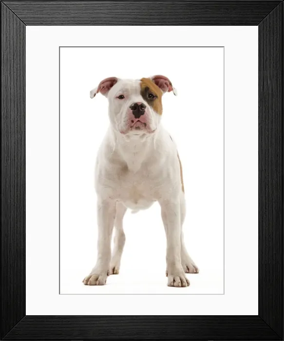 Framed Print : Dog - American Staffordshire Terrier Framed Print : Dog - American Staffordshire Terrier