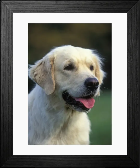 Framed Print : Dog - Golden Retriever Framed Print : Dog - Golden Retriever