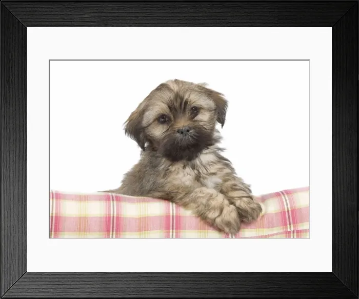 Framed Print : Dog - Lhasa Apso - puppy Framed Print : Dog - Lhasa Apso - puppy