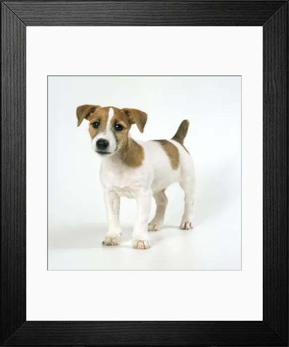 Framed Print : Dog - Jack Russell Terrier - puppy Framed Print : Dog - Jack Russell Terrier - puppy