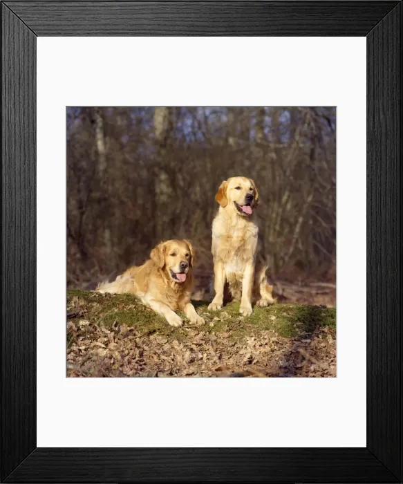 Framed Print : Golden Retriever Dogs