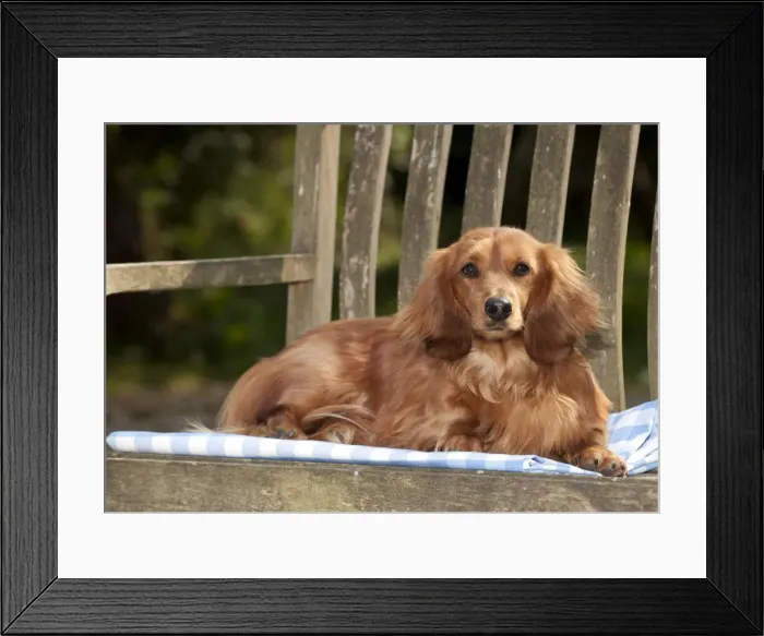 Framed Print : DOG - Miniature long haired dachshund laying on bench Framed Print : DOG - Miniature long haired dachshund laying on bench