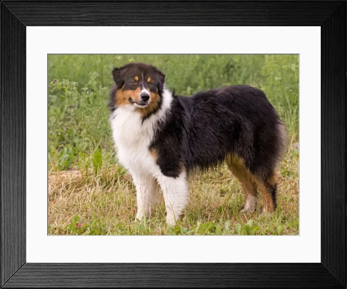 Framed Print : Dog - Australian Sheepdog / Shepherd Dog Framed Print : Dog - Australian Sheepdog / Shepherd Dog