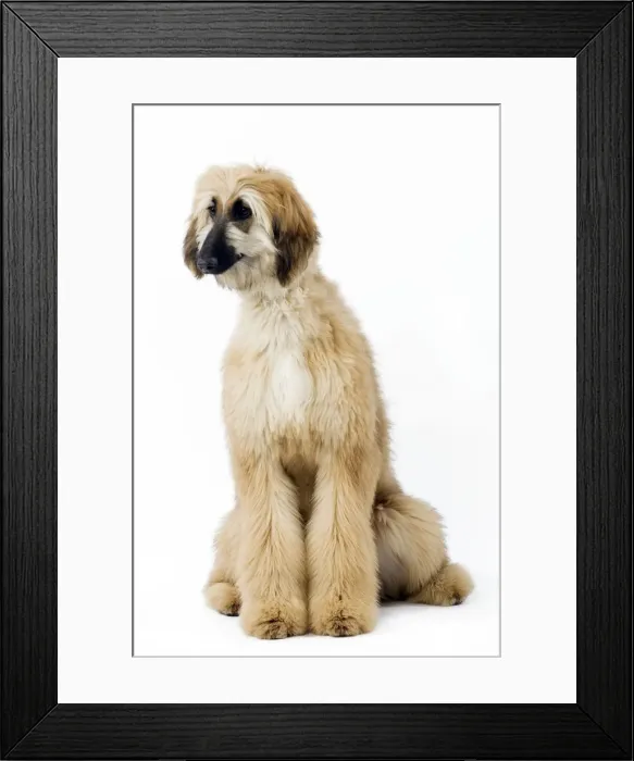 Framed Print : Dog - Afghan Hound / Tazi Framed Print : Dog - Afghan Hound / Tazi