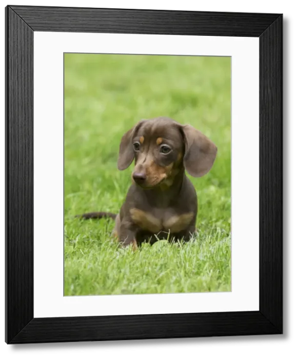 Framed Print : DOG - Miniature Short Haired Dachshund - puppy sitting in garden (7 weeks) Framed Print : DOG - Miniature Short Haired Dachshund - puppy sitting in garden (7 weeks)