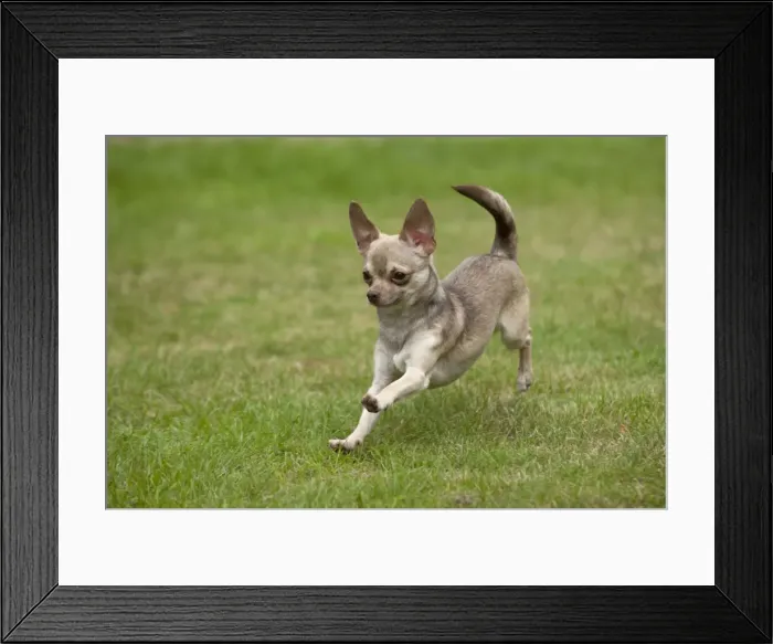 Framed Print : DOG - Chihuahua playing in garden Framed Print : DOG - Chihuahua playing in garden