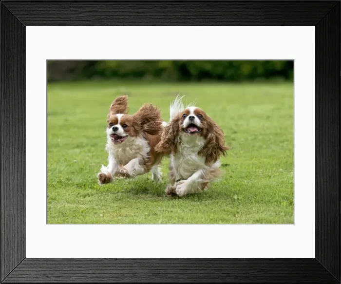 Framed Print : DOG - Cavalier King Charles running in garden Framed Print : DOG - Cavalier King Charles running in garden