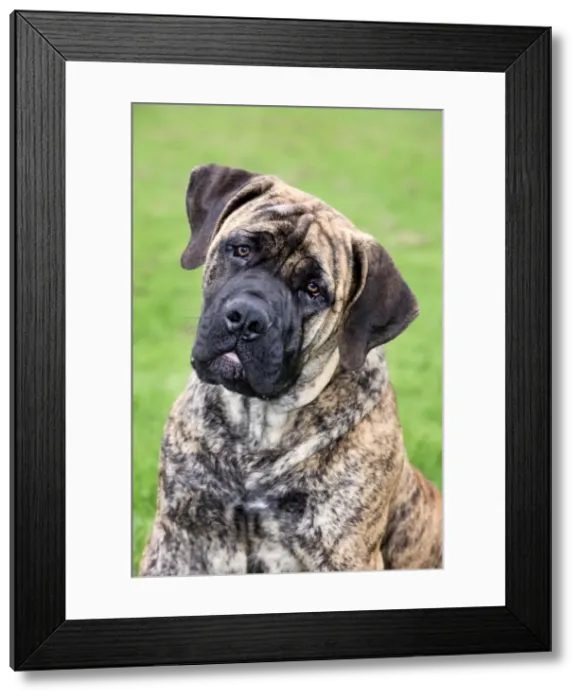 Framed Print : Dog - Boerboel dog - adult