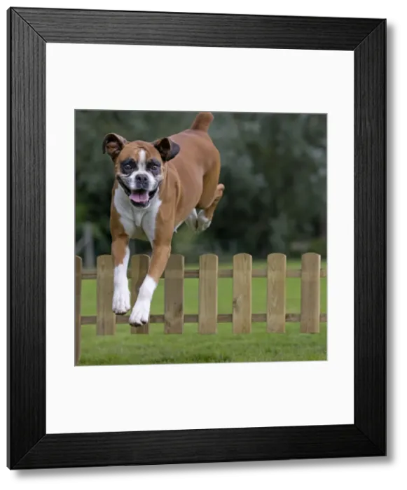 Framed Print : Dog - Boxer - jumping over fence in garden Framed Print : Dog - Boxer - jumping over fence in garden