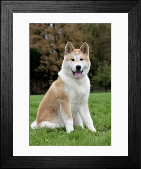 Framed Print : Dog - Akita Inu Framed Print : Dog - Akita Inu