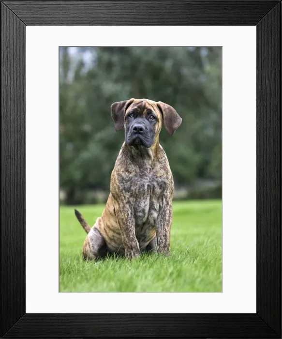 Framed Print : Dog - Boerboel - puppy in garden Framed Print : Dog - Boerboel - puppy in garden