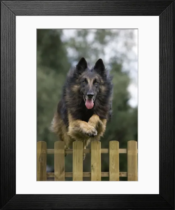 Framed Print : Dog - Belgian Shepherd / Tervuren Dog jumping over fence Framed Print : Dog - Belgian Shepherd / Tervuren Dog jumping over fence