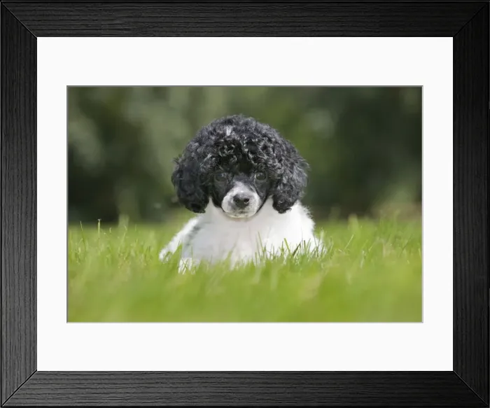 Framed Print : Dog - Harlequin Poodle - puppy Framed Print : Dog - Harlequin Poodle - puppy