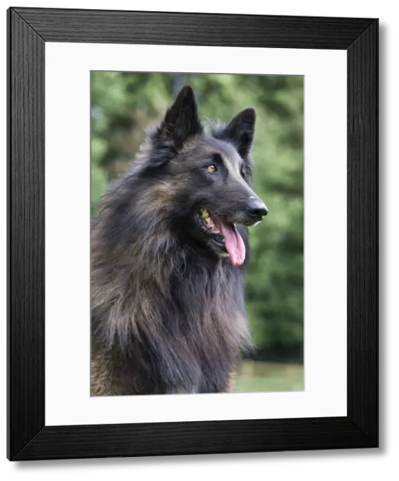 Framed Print : Dog - Belgian Shepherd / Tervuren Dog Framed Print : Dog - Belgian Shepherd / Tervuren Dog