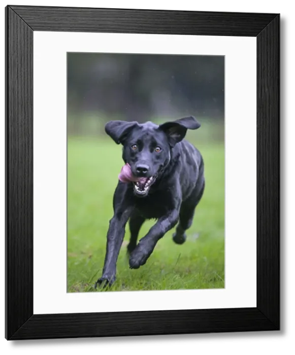 Framed Print : Dog - Black Labrador - running in garden Framed Print : Dog - Black Labrador - running in garden
