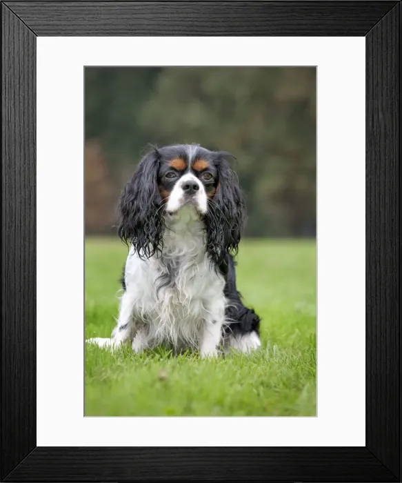 Framed Print : Dog - Cavalier King Charles Spaniel Framed Print : Dog - Cavalier King Charles Spaniel